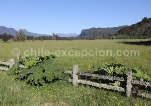 Végétation du Sud du Chili