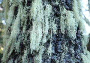 Mousse espagnole ou cheveux d'ange, Patagonie