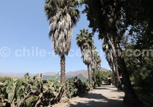 Viña Sánchez de Loria