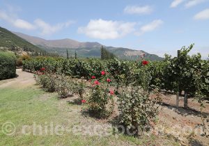 Viña Von Siebenthal