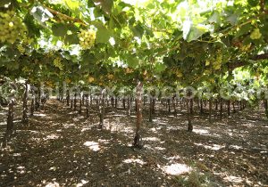 Viña Sánchez de Loria