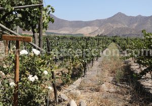 Viña Sánchez de Loria