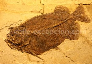 Musée Colchagua, Santa Cruz