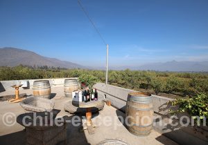 Découverte des vins chiliens au pied des Andes