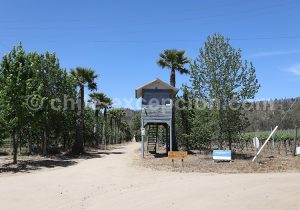 Viña Kingston, vallée Casablanca