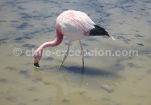 Flamant-des-Andes-Atacama-1
