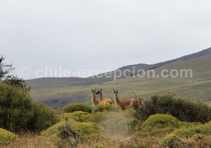 Habitants-du-Torres-del-Paine-1