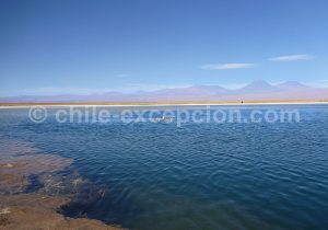 Lagune-Cejar-Atacama-1