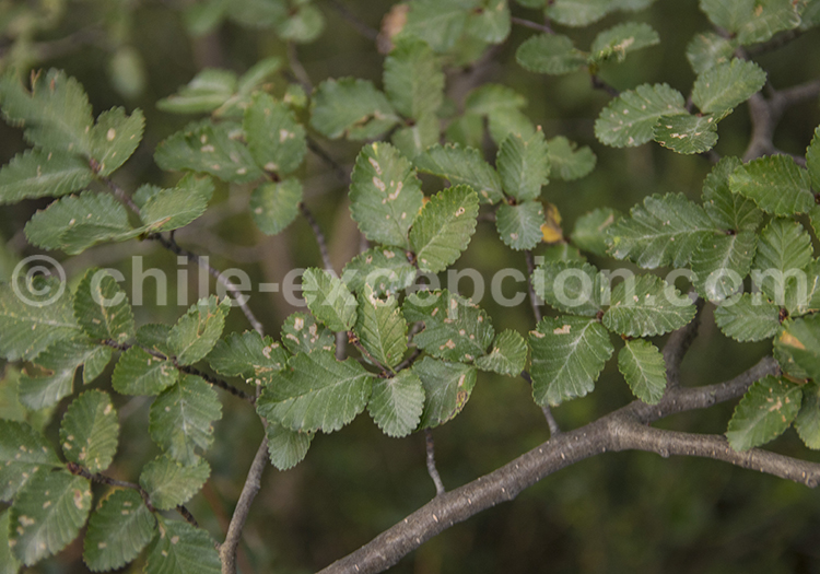 Hêtre blanc ou Hêtre de la Terre de feu, Lenga avec l