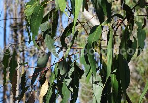 Découvrir les feuilles de l'eucalyptus, Chili
