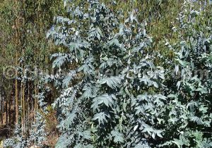 Où trouver de l'eucalyptus au Chili