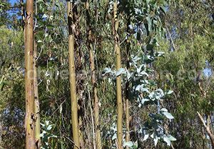 A quoi sert l'eucalyptus, Chili