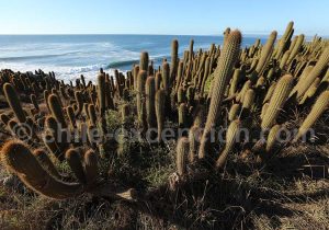Forêt de cactus à Punta de Lobos
