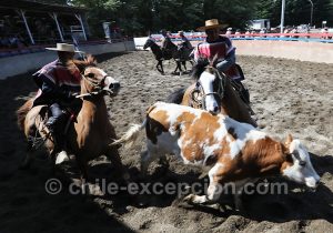 Voir un spectacle de rodéo au Chili