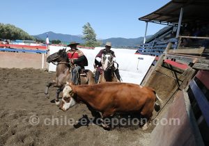 Elevage des boeufs et démonstration au public au Chili