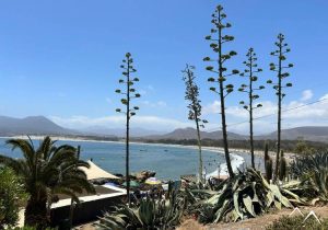 Arbres en bordure de plage à Pichidangui au Chili Arbres en bordure de plage à Pichidangui au Chili