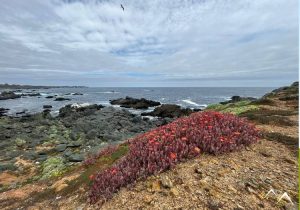 Flore locale d'El Durazno Flore locale d'El Durazno