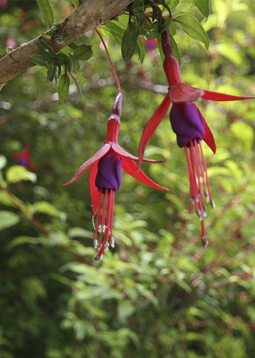 Les arbustres du Chili
