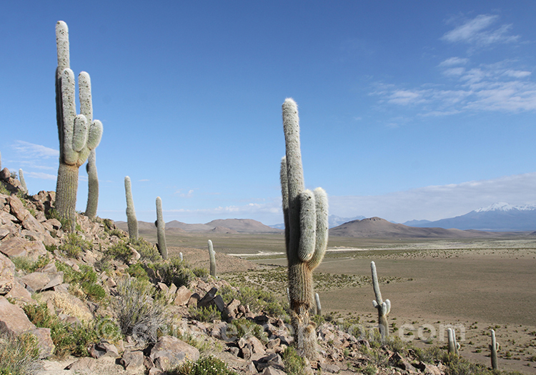 Champs de cardon, le plus grand cactus du Chili