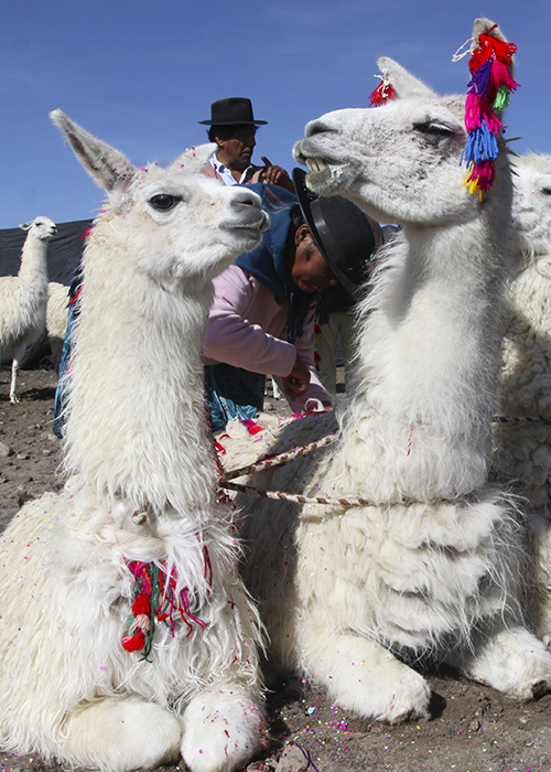 Fête de La Floraison au Chili