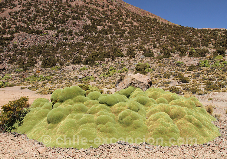 Azorelle compacte, couvre sol des hauts plateaux andins