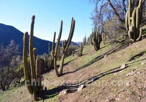 Cactus du Chili, paysage andin