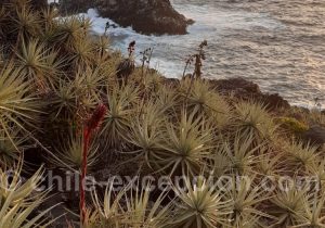 Chagual, plante de bord de mer au Chili