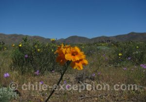 Flor-de-Jote-petite-fleur-orange-du-Chili