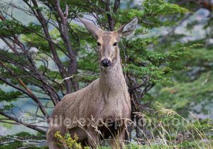 Huemul, Parc National Torres del Paine