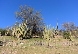 Les cactus du Chili