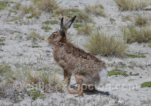 Lièvre de Patagonie, Torres del Paine