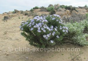 Nolane-sous-forme-arbustive