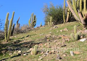 Où voir des Quisco o cacto