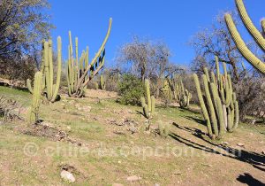 Paysages du Chili au milieu des cactus