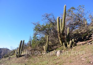 Quisco, cacto, cactus du Chili