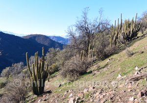 Quisco, cactus typique du Chili
