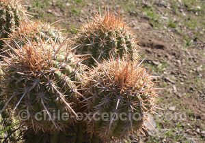 Quisco o cacto gros plan sur les cactus