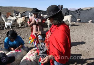 Floramiento del llama, fleurir le lama