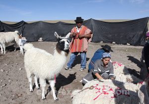 Rituels de l'Altiplano andin