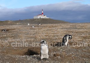Habitant de l'île Magdalena