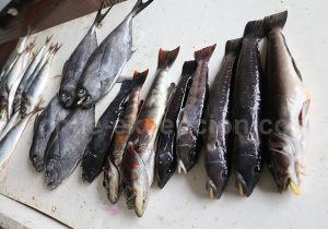 Poissons du Pacifique