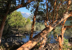 Arbres arrrayanes, vallée de Puelo