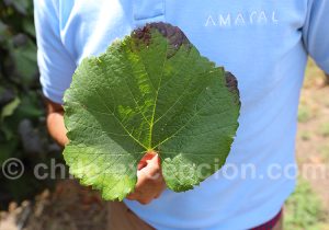 Feuille de cépage Grenache, Chili