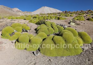 Llareta et versant nord Taapaca