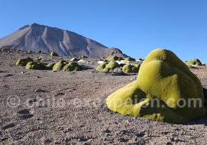 Azorella sur le volcan Taapaca