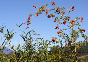 Flore de Route Australe chilienne
