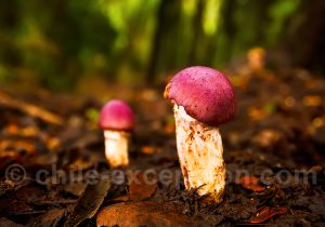 Cortinarius lebre