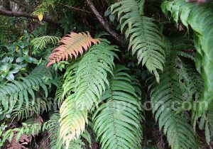 Blechnum chilense de Patagonie