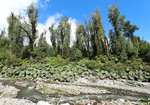 Traversée du parc Pumalin sur la Route Australe
