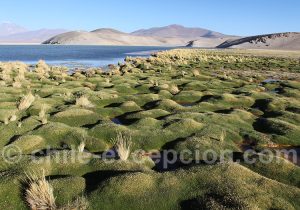 Bofedal laguna Santa Rosa, région Atacama